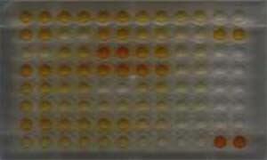 Hasil Uji Elisa Serum Itik Hasil Uji Elisa Serum Itik