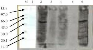 1. Hasil Uji Elisa Serum Itik 1. Hasil Uji Elisa Serum Itik