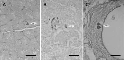 Fotomikrograf pancreas kambing